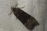 Anacampsis