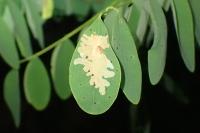 Parectopa robiniella
