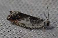 Ancylis laetana