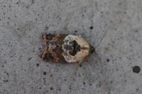 Acleris variegana