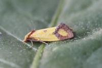 Agapeta zoegana
