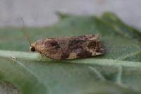 Archips xylosteana
