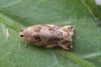 Archips xylosteana