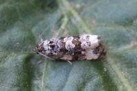 Endothenia gr. gentianaeana