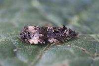 Endothenia gr. gentianaeana