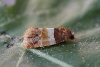 Epinotia festivana