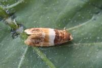 Epinotia festivana