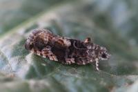 Eudemis profundana