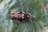 Eudemis profundana