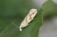 Thiodia citrana