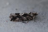 Zeiraphera isertana