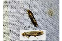 Cephimallota crassiflavella