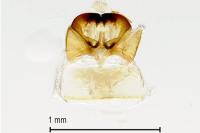 Cephimallota crassiflavella