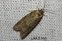 Cnephasia genitalana