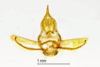 Cnephasia genitalana