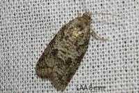 Cnephasia genitalana