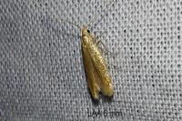 Coleophora lutipennella