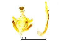 Coleophora lutipennella