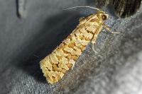 Lozotaeniodes formosana