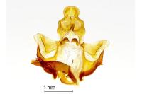Lozotaeniodes formosana