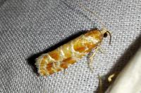 Rhyacionia pinicolana