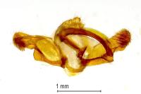 Rhyacionia pinicolana