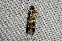 Apatema proteroclina