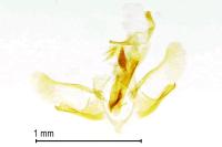 Apatema proteroclina