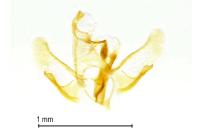 Apatema proteroclina