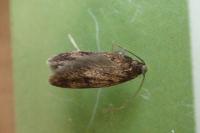 Borkhausenia fuscescens
