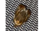 Eulia ministrana