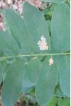 Parectopa robiniella