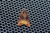 Archips podana