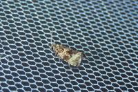 Celypha lacunana