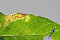 Stigmella freyella