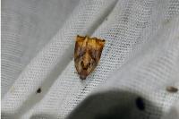 Archips podana