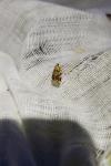 Archips xylosteana