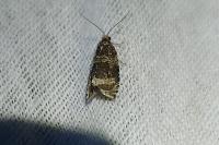 Celypha lacunana