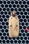 Agonopterix scopariella