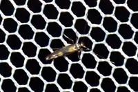 Euspilapteryx auroguttella