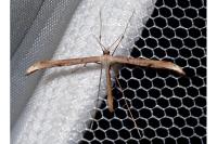 Emmelina monodactyla
