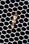 Scythris scopolella