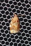 Archips xylosteana