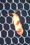 Neocochylis millierana
