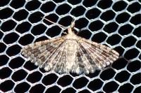 Alucita zonodactyla