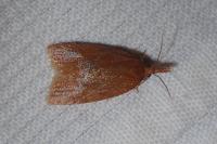 Sparganothis pilleriana
