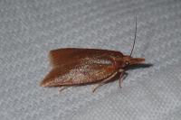 Sparganothis pilleriana
