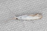 Coleophora