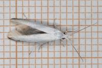 Coleophora