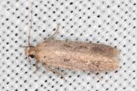 Platyedra subcinerea